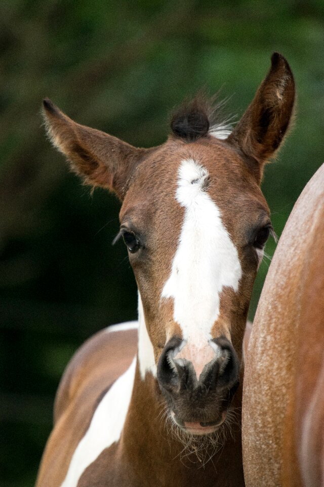 Mother animal small