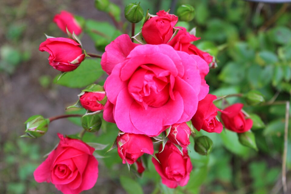 Beauty love flowers