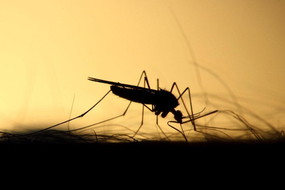 Silhouette skeeter parasite