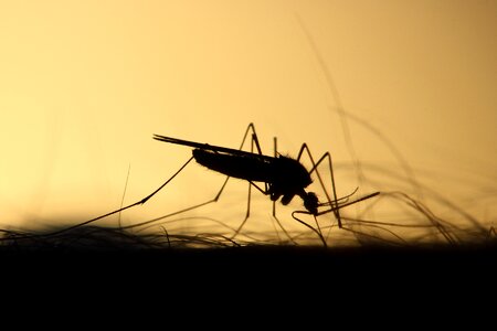 Silhouette skeeter parasite
