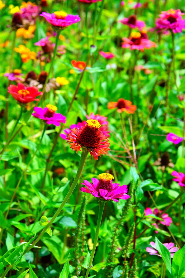 Nature beautiful flower