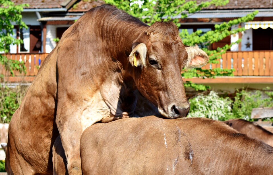 Cattle livestock farm