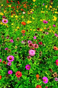 Nature beautiful flower
