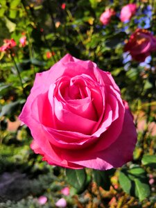 Pink rose pink flower pink