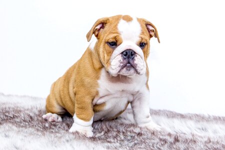 Dog pet dogs
