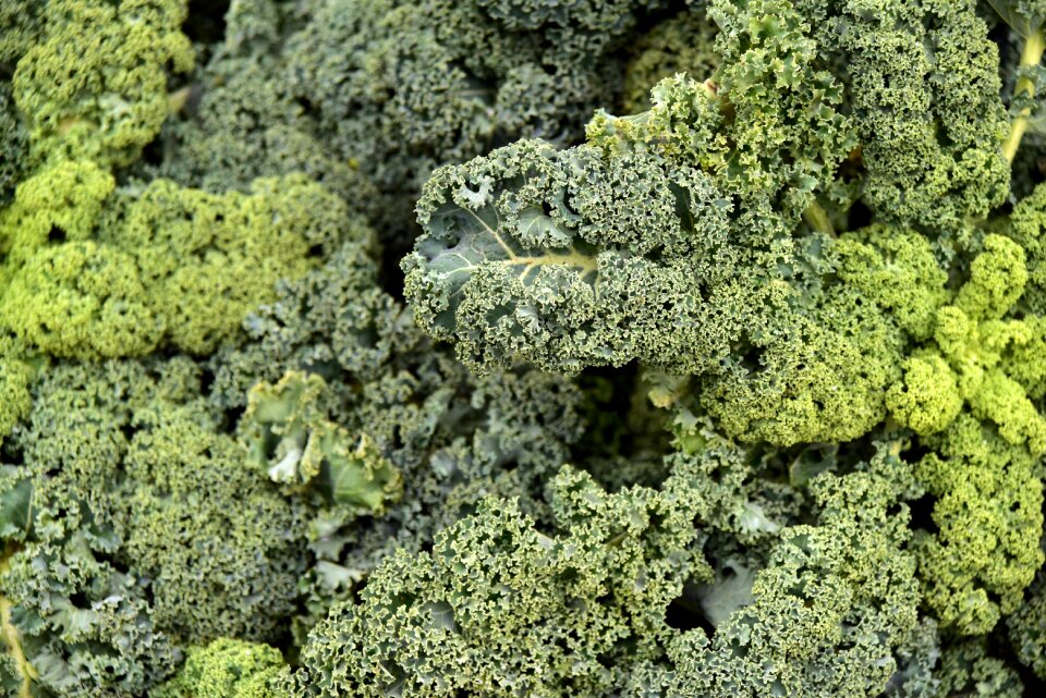Kohl background cook