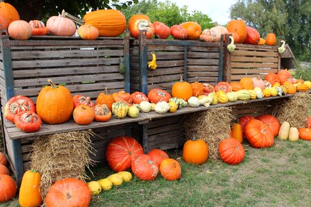 Vegetables harvest autumn decoration photo