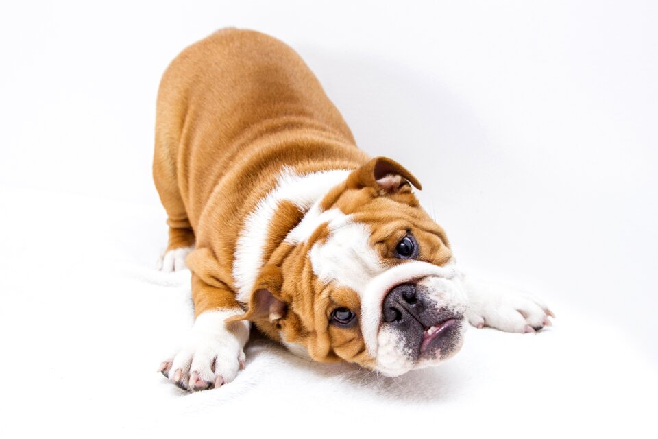 Dog pet dogs