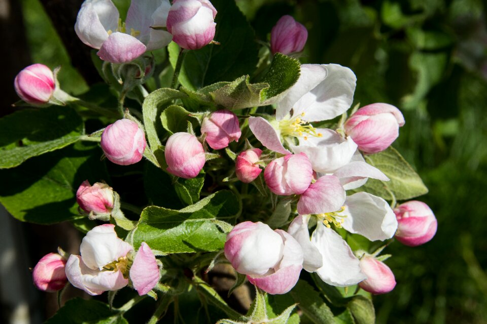 Apple blossoms flowers apple tree