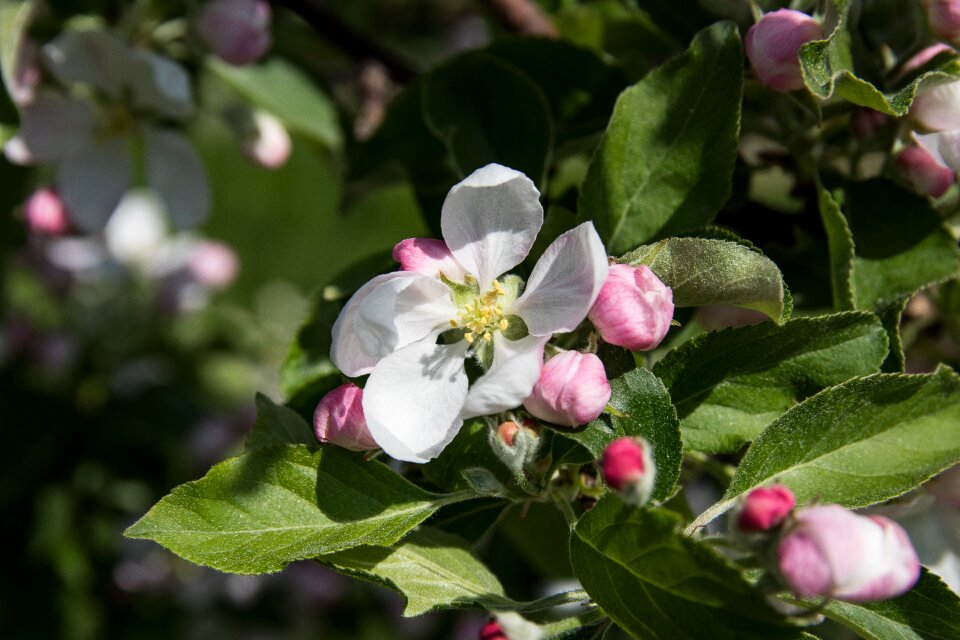Apple blossoms flowers apple tree