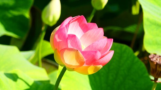 Blossom bloom pond plant