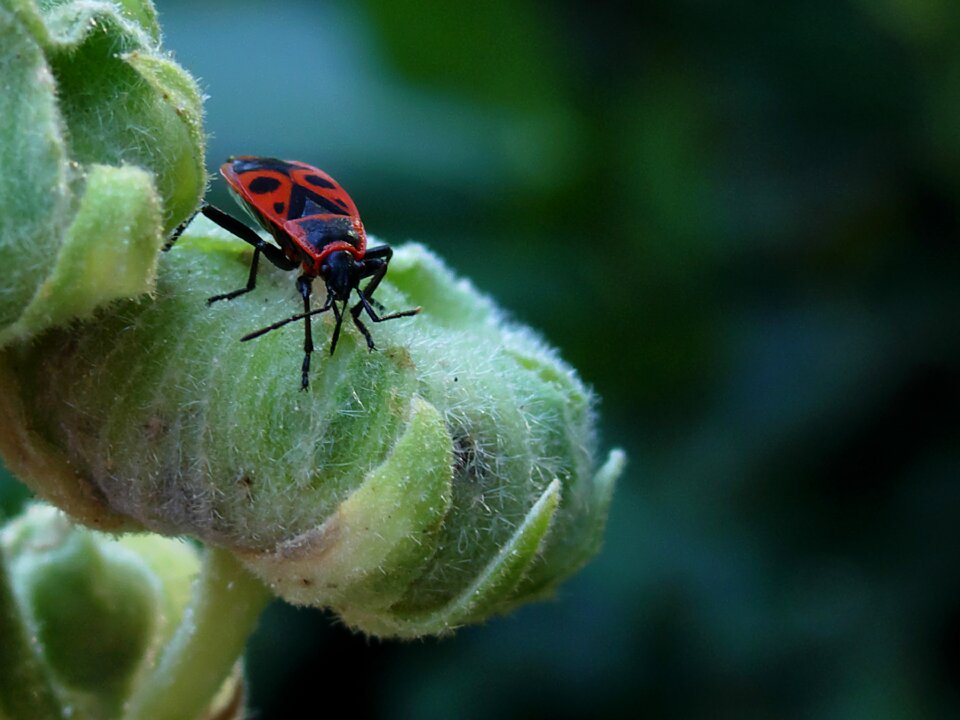 Nature close up insect photo