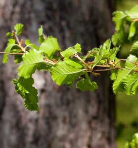 Branch leaves Free photos