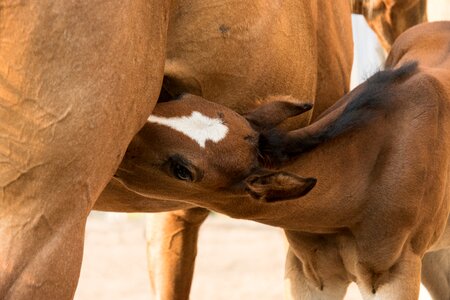 Suckle animal mother