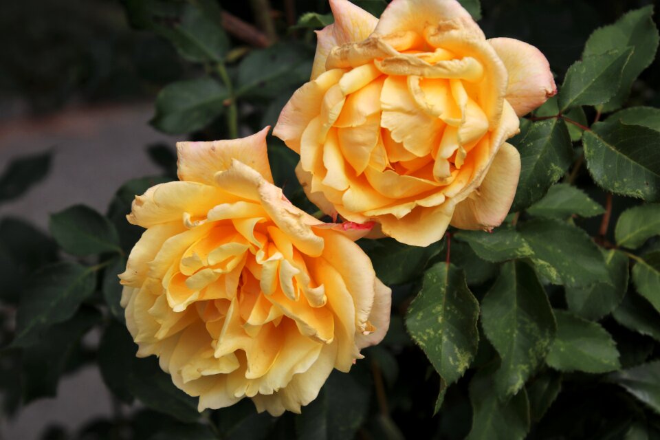The petals garden rose