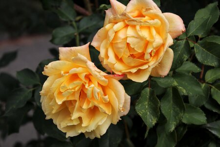 The petals garden rose