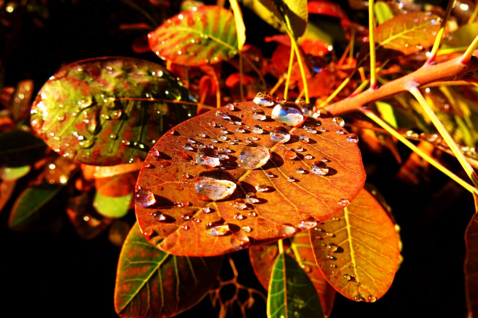 Fall leaves color autumn mood