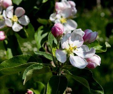 Apple blossoms flowers apple tree photo
