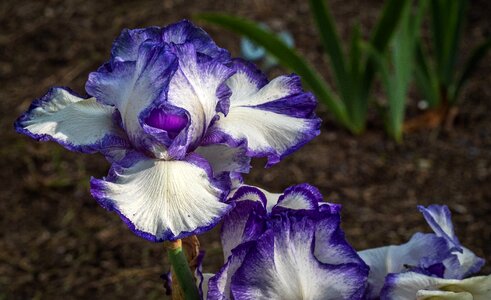 Flower spring presby iris gardens