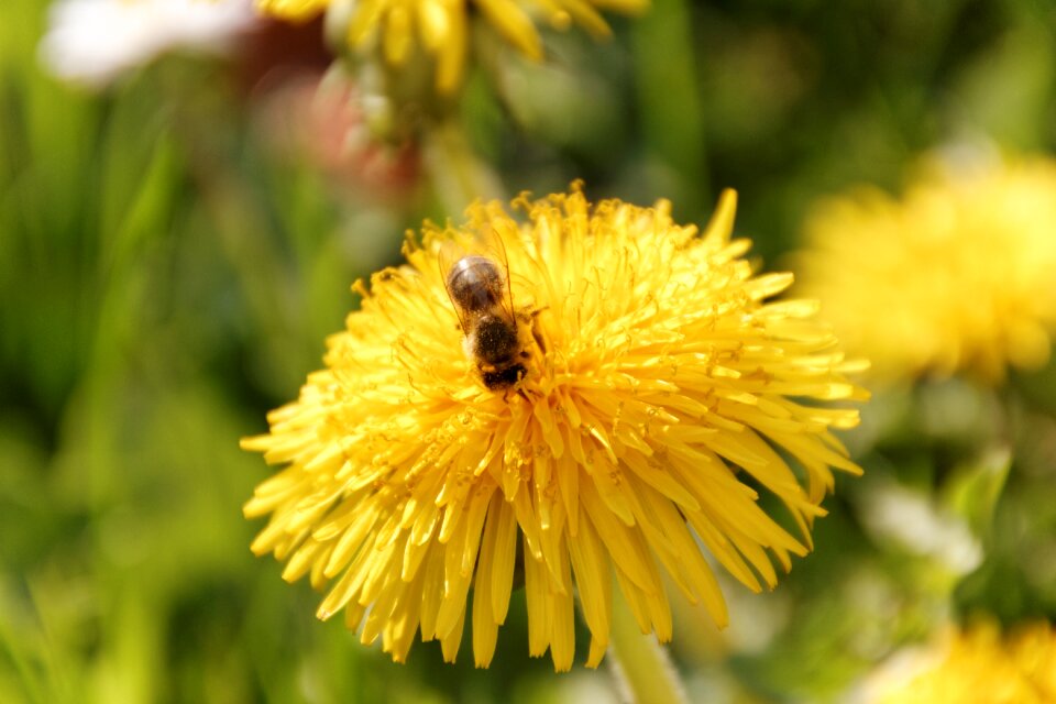 Flower pollen pollination