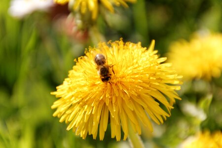 Flower pollen pollination photo