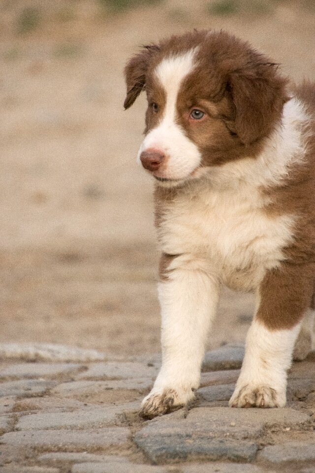 Small reborn animal