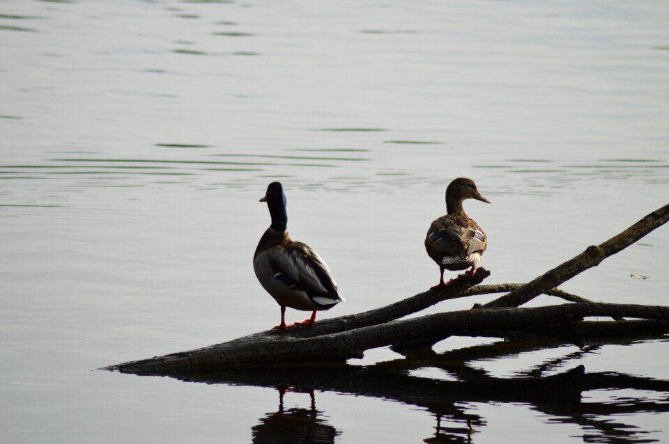 Nature plumage bird