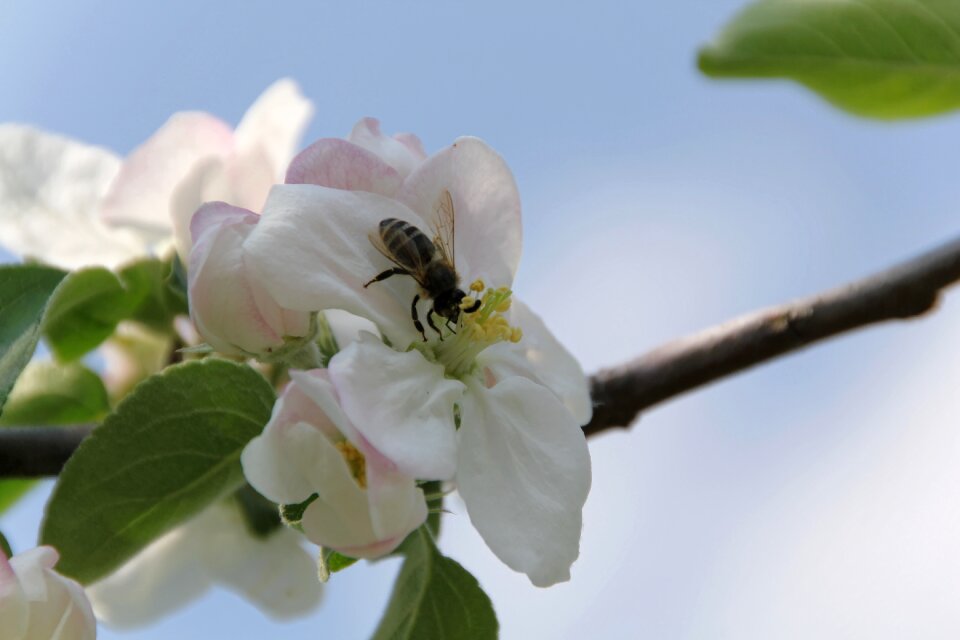 Apple tree pollination insect