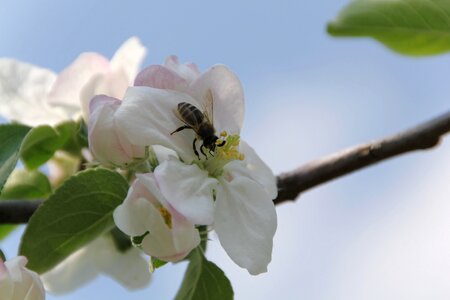 Apple tree pollination insect
