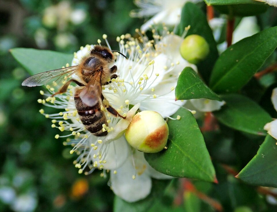Flower pollen garden