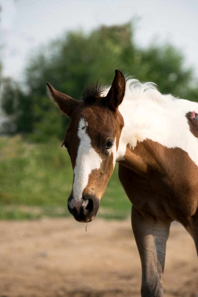 Sweet horse animal