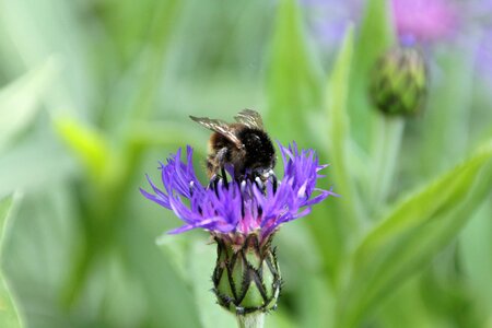 Close up nature pollination photo