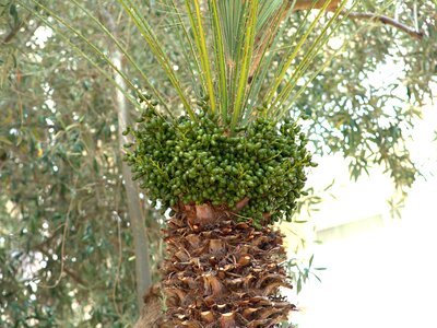 Dates tropical exotic
