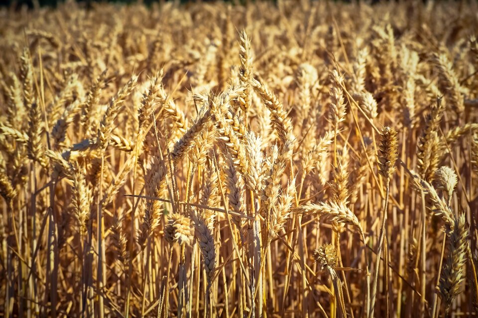 Harvest nature agriculture