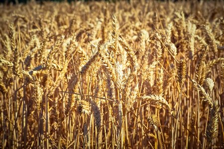 Harvest nature agriculture photo