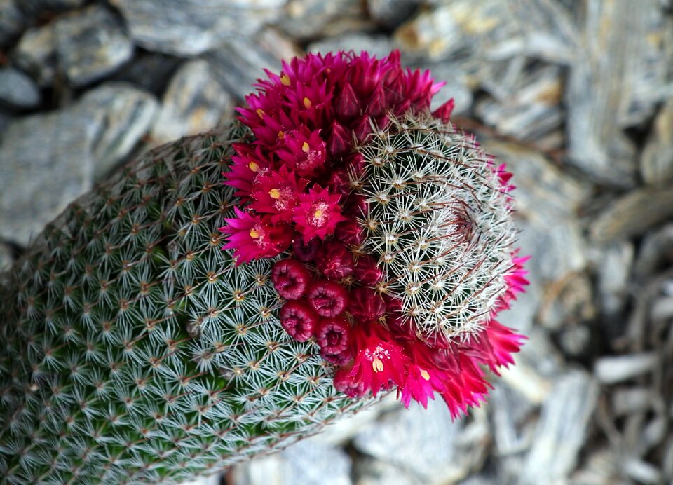 Nature exotic flowers