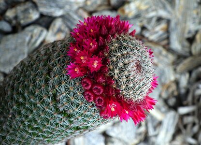 Nature exotic flowers