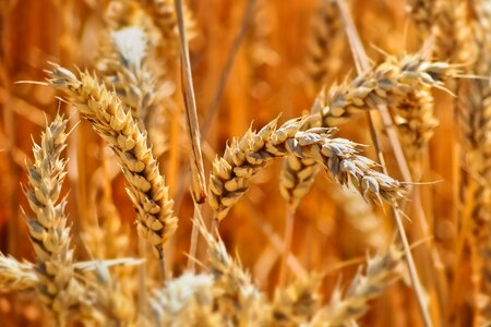 Harvest nature agriculture