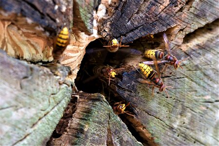 Sting nest the hive photo
