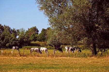 Animal grass rural photo