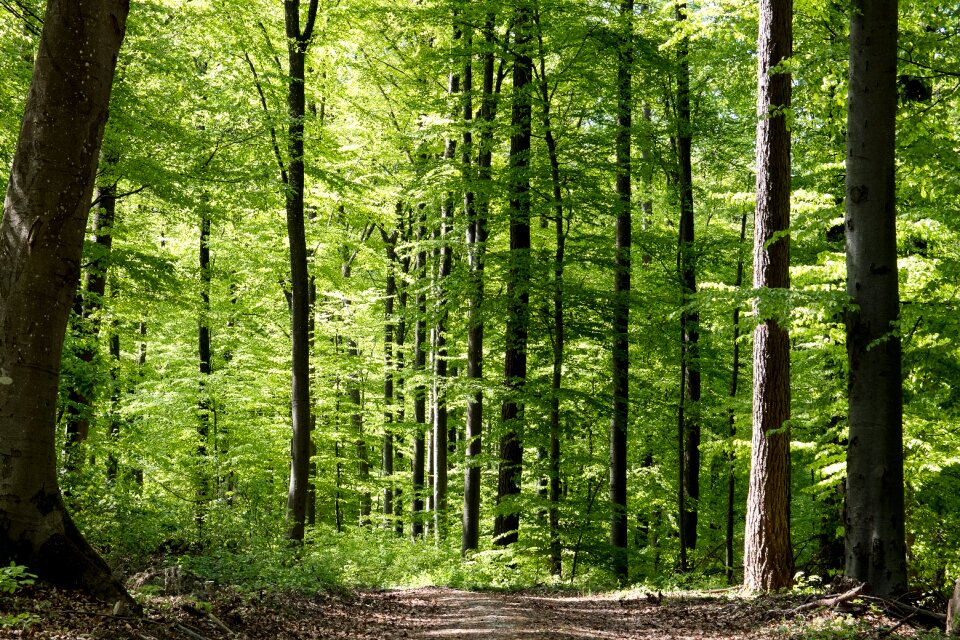Trees nature leaves