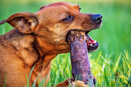 Dog mammal cute photo