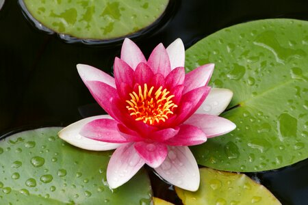 Bloom aquatic plant water photo