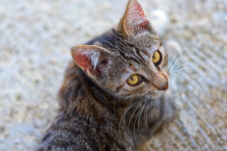 Kitten feline animal photo