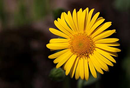 Plant blossom bloom