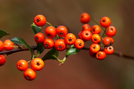 Fall bush fruits