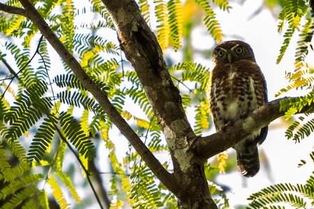 Sijú platanero endemic owl