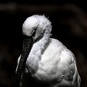 Spoon heron bill animal portrait
