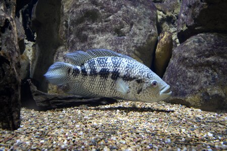 Aquarium underwater gray fish photo