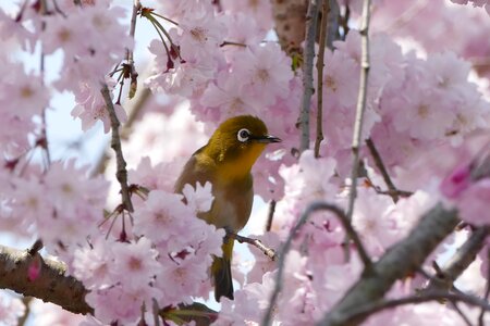 Spring kyoto nature photo